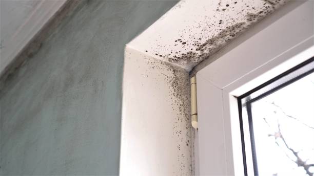 Best Attic Mold Remediation in Vestavia Hills, AL