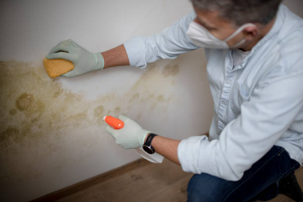 Best Attic Mold Remediation in Vestavia Hills, AL
