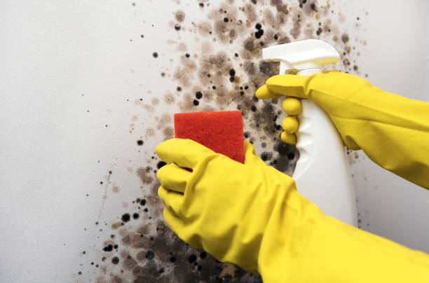 Best Industrial Mold Remediation in Vestavia Hills, AL