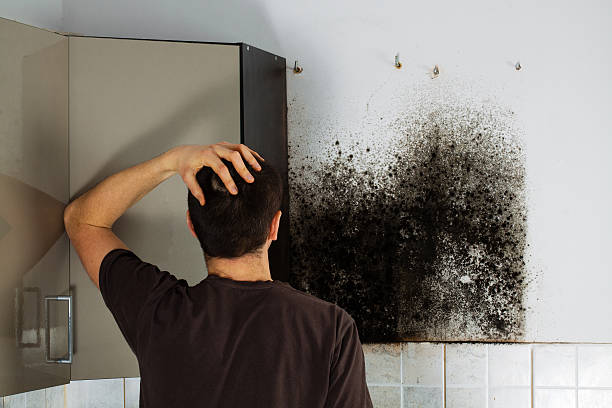 Best Commercial Mold Remediation in Vestavia Hills, AL